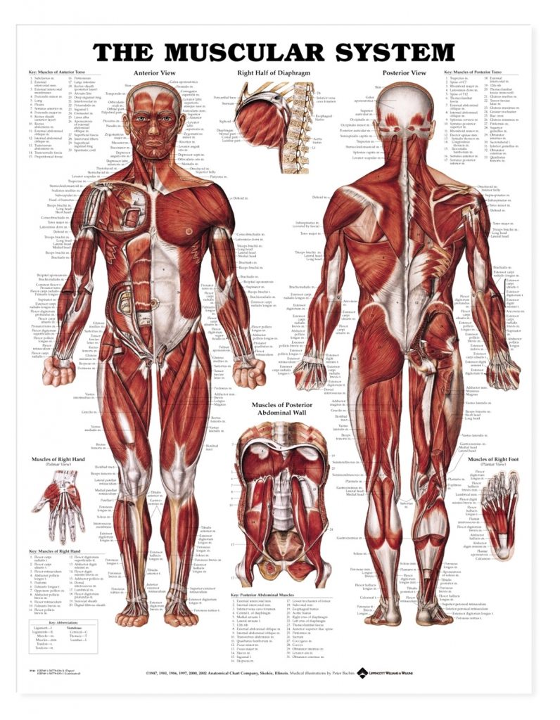 amazing-muscular-system-poster-and-cool-ideas-of-muscle-anatomy-posters ...